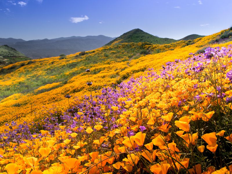 Cali wildflowers 3